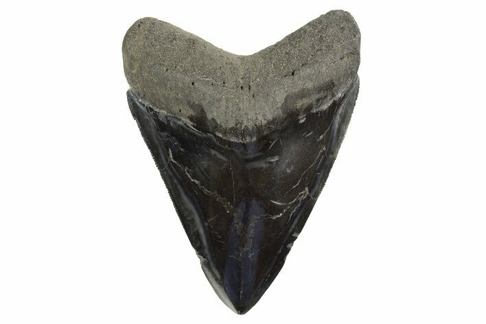 Serrated, Fossil Megalodon Tooth - Polished Blade #321117